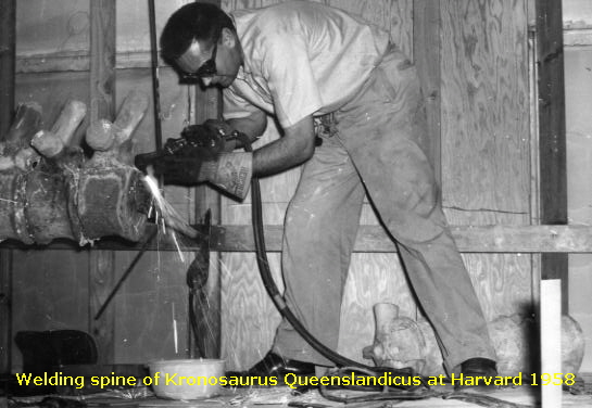 Welding spine of Kronosaurus Queenslandicus at Harvard 1958